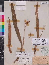 Prosthechea cochleata image