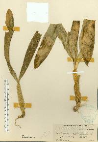 Brassia caudata image