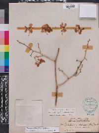 Oncidium undulatum image