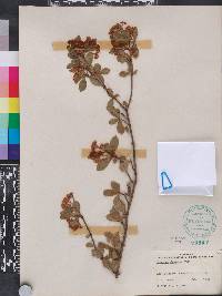 Viburnum obovatum image