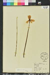 Zephyranthes macrosiphon image