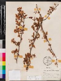 Rubus argutus image