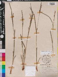 Carex gholsonii image