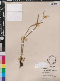 Carex gholsonii image