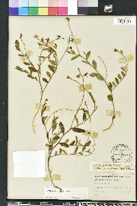 Crotalaria rotundifolia image