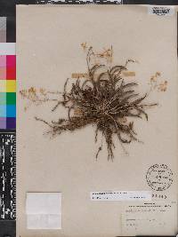 Epidendrum conopseum image