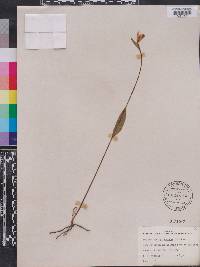 Pogonia ophioglossoides image