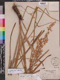 Stenanthium gramineum image