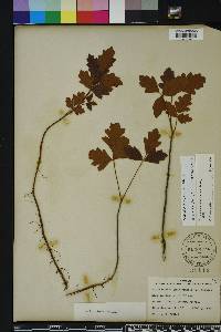 Toxicodendron pubescens image