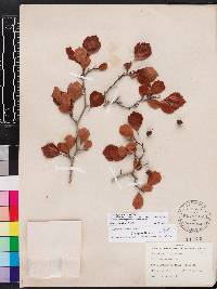 Crataegus michauxii image