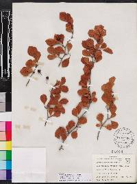 Crataegus michauxii image
