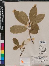 Frangula purshiana image