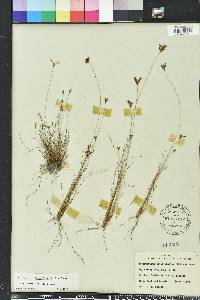 Bulbostylis ciliatifolia image