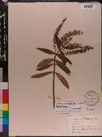 Veronica salicifolia image