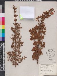 Viburnum obovatum image