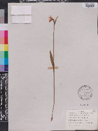 Pogonia ophioglossoides image