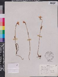 Pogonia ophioglossoides image