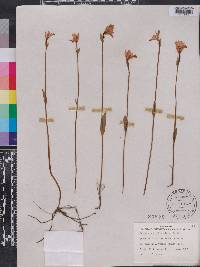 Pogonia ophioglossoides image