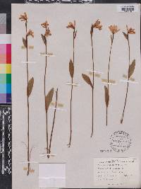 Pogonia ophioglossoides image