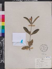 Ruellia caroliniensis subsp. ciliosa image