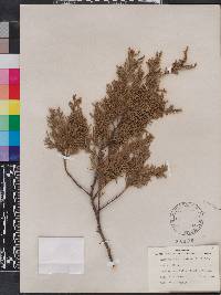 Chamaecyparis thyoides image