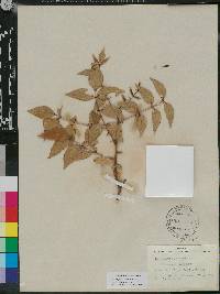 Zanthoxylum clava-herculis subsp. clava-herculis image