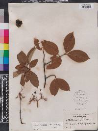 Viburnum cassinoides image