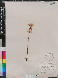 Zephyranthes tubispatha image