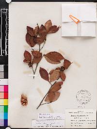 Stewartia malacodendron image