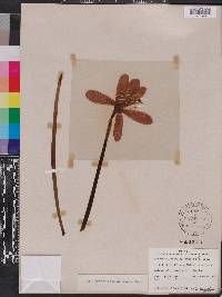 Zephyranthes bifolia image