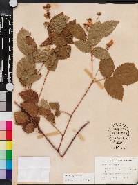 Rubus argutus image