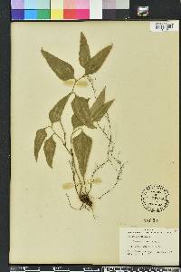 Smilax smallii image