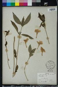 Ruellia caroliniensis image