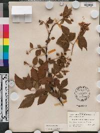 Rubus argutus image