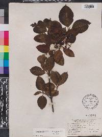 Viburnum cassinoides image