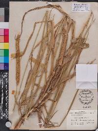 Setaria sphacelata image