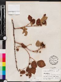 Rubus argutus image