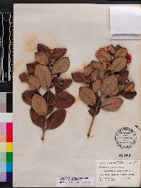 Rhodomyrtus tomentosa image