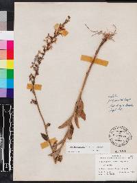 Lobelia georgiana image