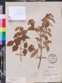 Viburnum rafinesqueanum image