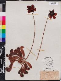 Sarracenia psittacina image