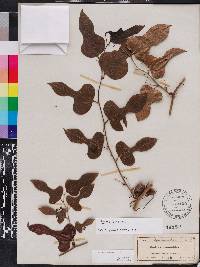 Smilax tamnoides image