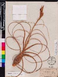 Tillandsia balbisiana image