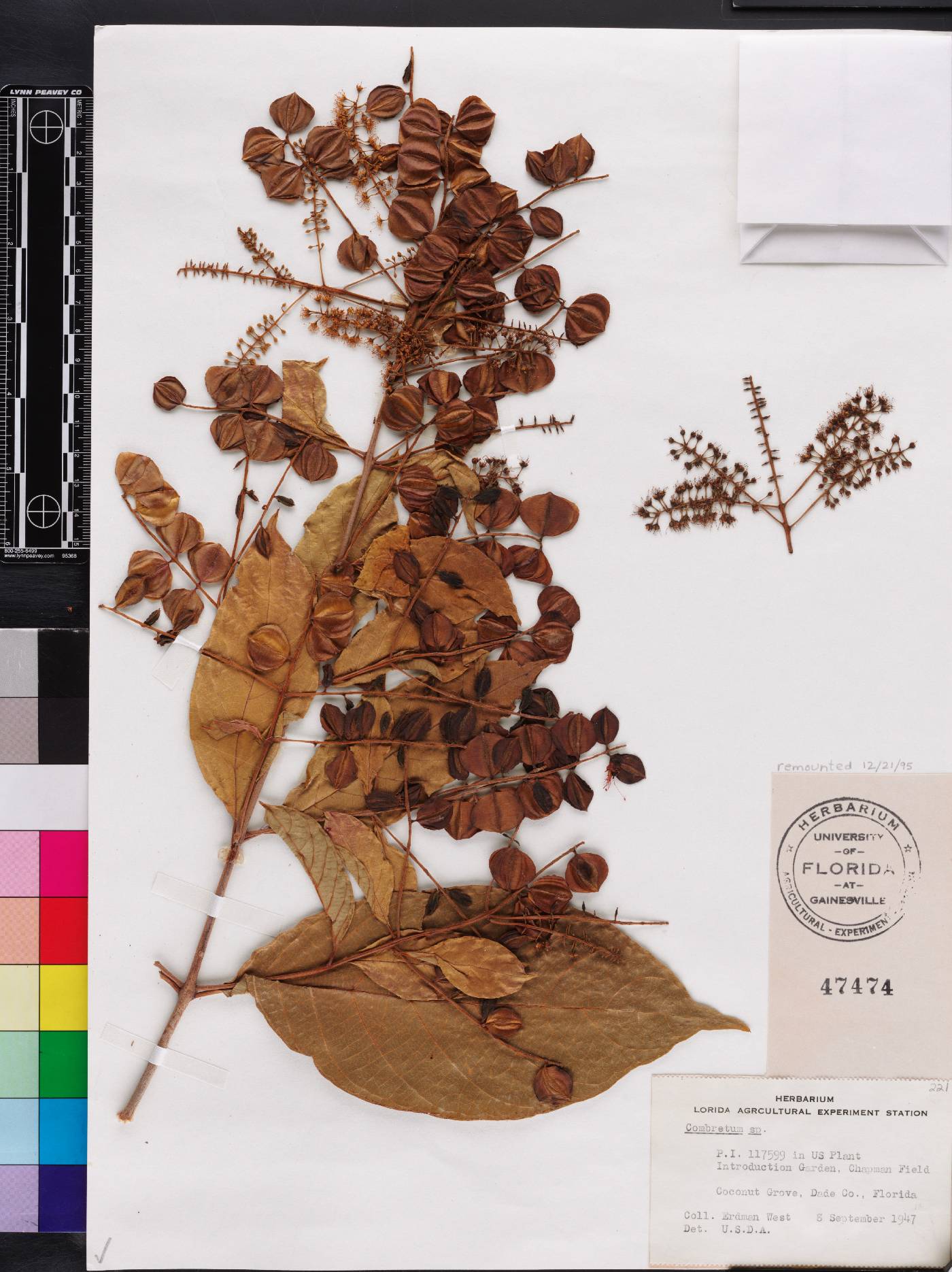 Combretum wallichii image