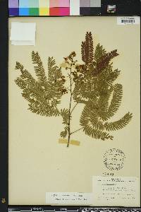 Albizia lebbekoides image