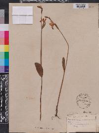 Pogonia ophioglossoides image