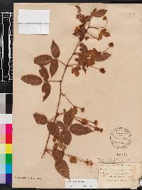 Rubus argutus image