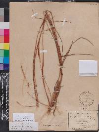 Schizachyrium sanguineum var. hirtiflorum image