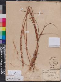 Schizachyrium sanguineum image