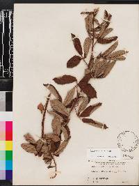 Rubus cuneifolius image